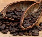 Черный шоколад и какао помогают сохранить память в старости